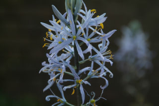 Camassia cusickii Prairielelie bestellen